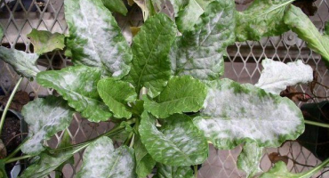 Jaké choroby a škůdci mohou infikovat ředkvičku?